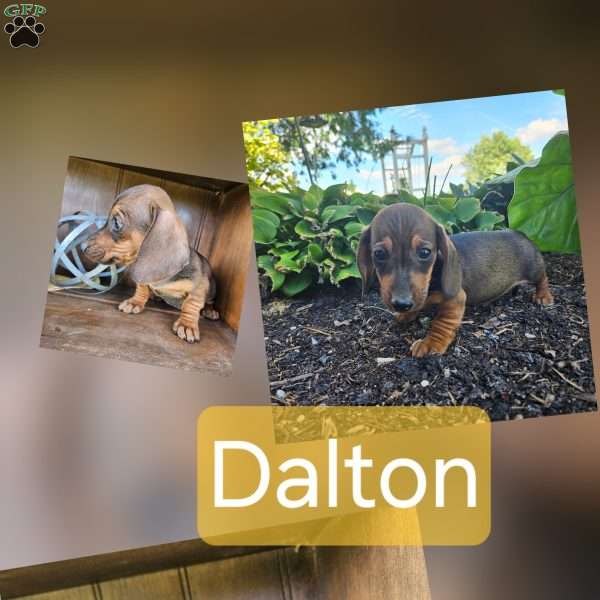 Dalton, Dachshund Puppy